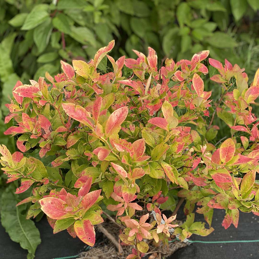 Sky Dew Gold ornamental blueberry has golden foliage that turns red in autumn.