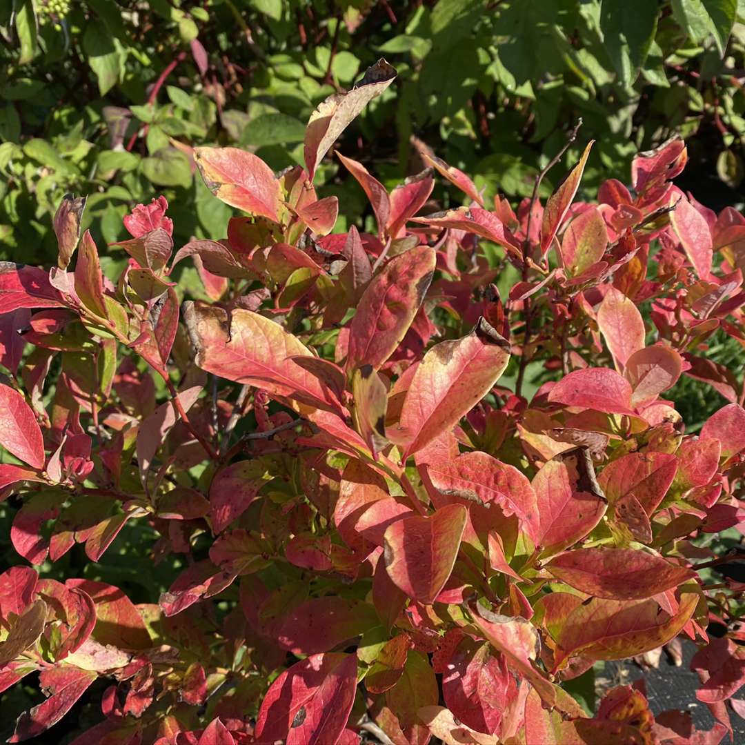 Sky Dew Gold ornamental blueberry turns red in autumn for a stunning effect. 