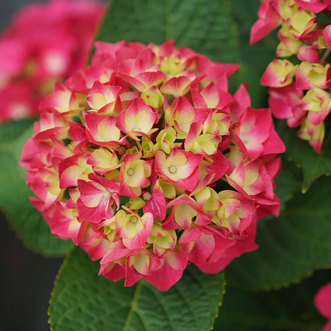 A young bloom of Wee Bit Giddy hydrangea showing the white eye and bright pink color