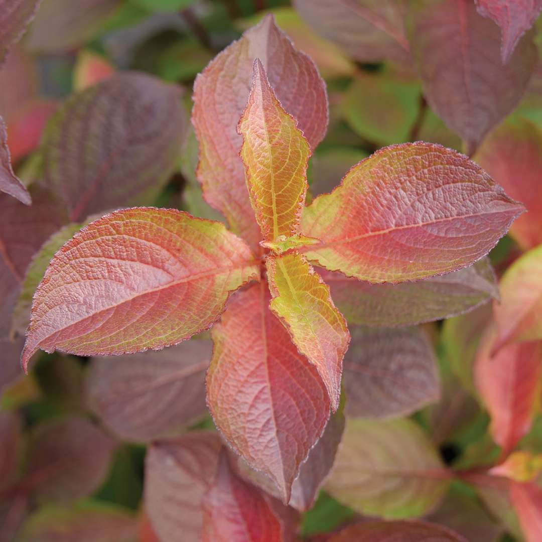 Closeup of the red and orange growth on Midnight Sun weigela.