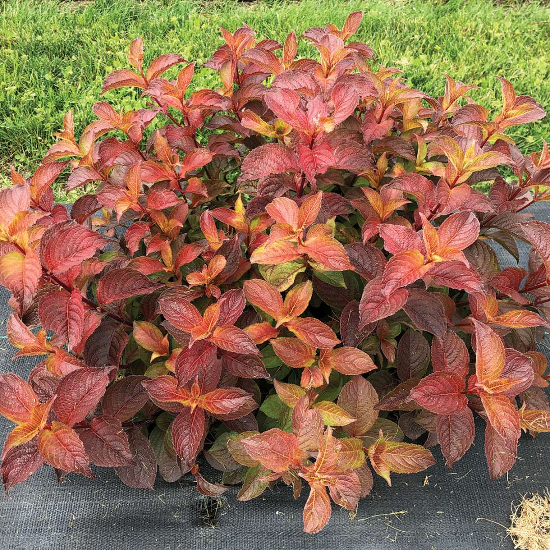 Midnight Sun weigela showing its orange red fall color.