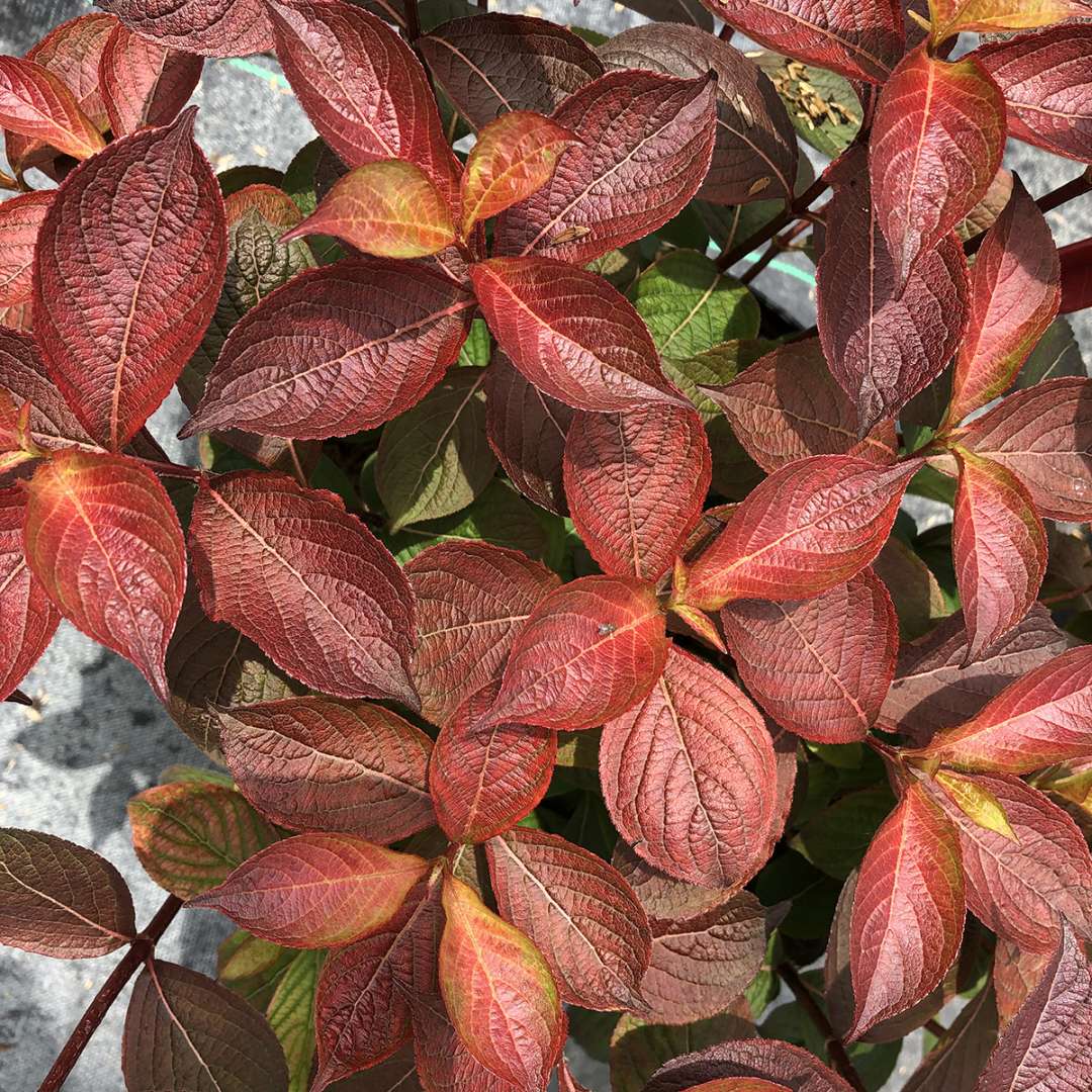 Close up of the fall color of Midnight Sun weigela.