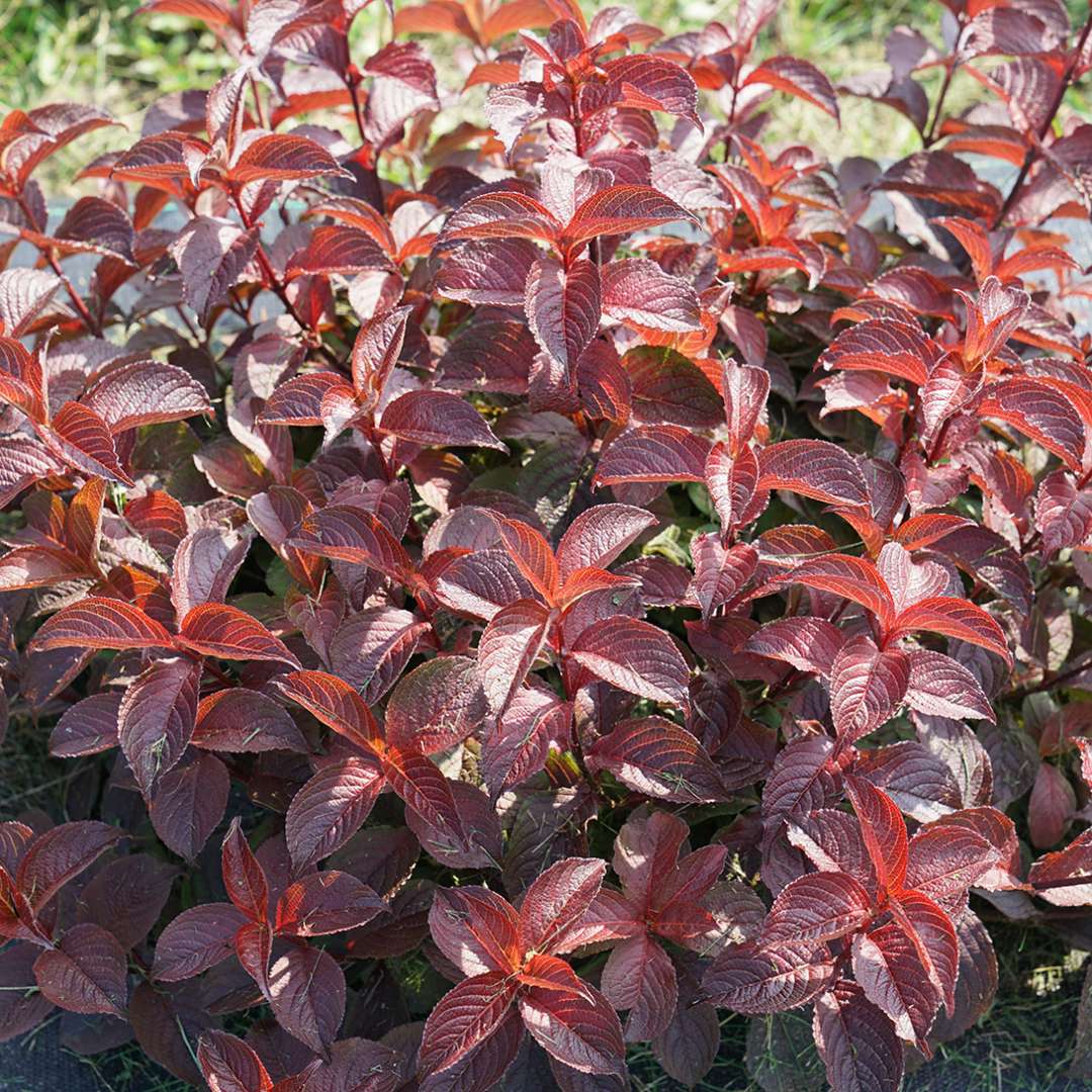The dramatic red fall color of Midnight Sun weigela.