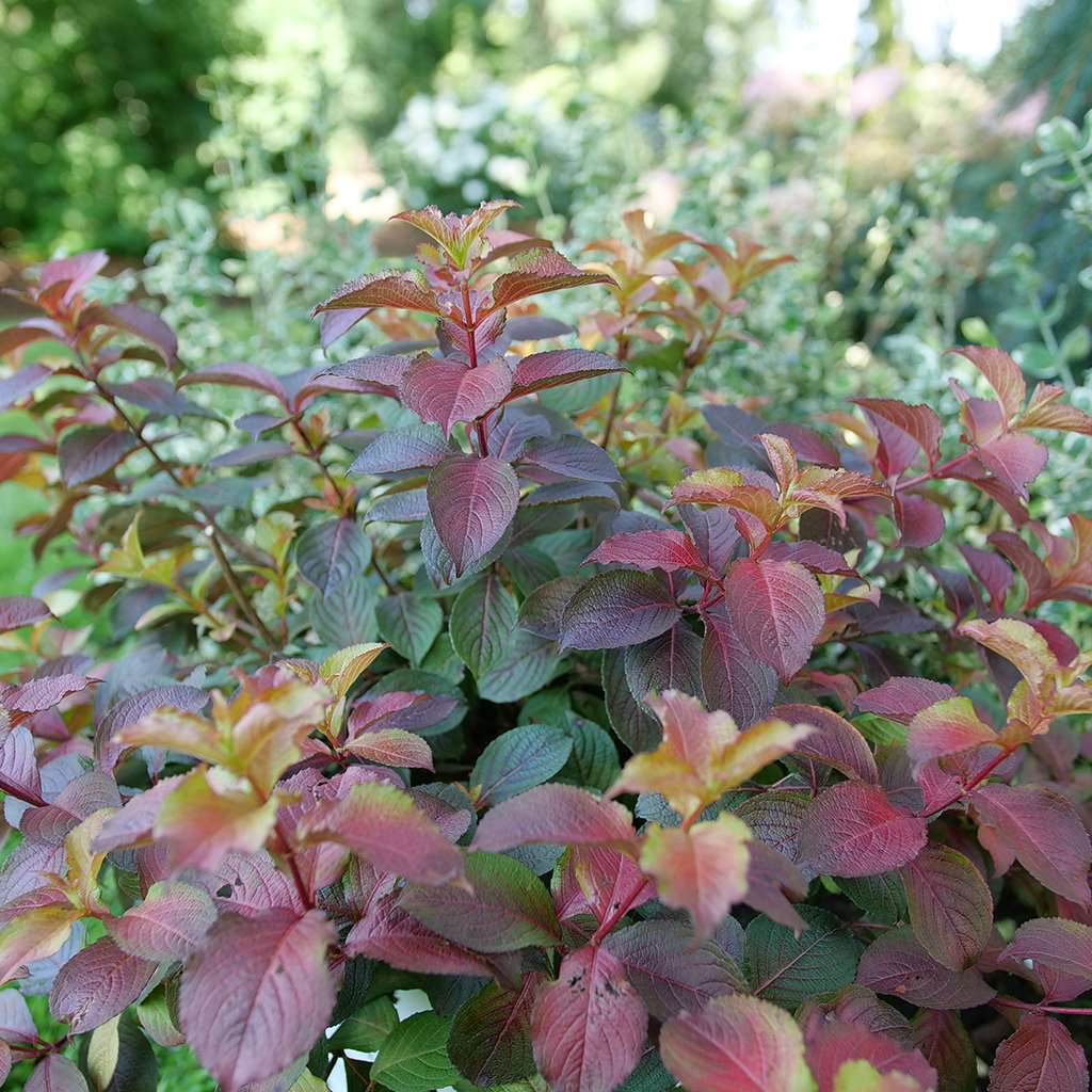 Midnight Sun weigela's purple, red, and gold foliage
