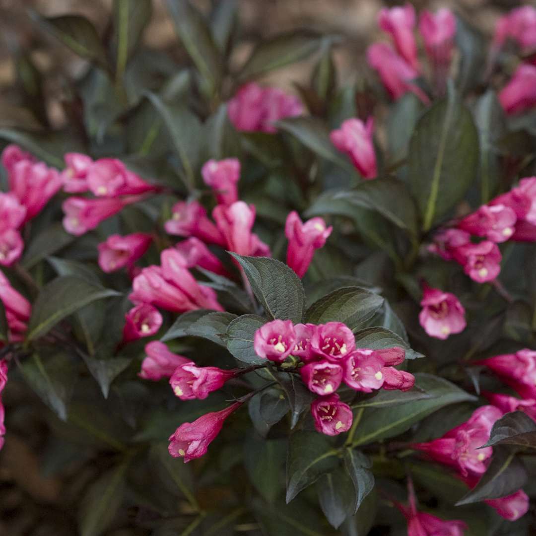 Close-up of Midnight Wine Shine weigela's pink blooms