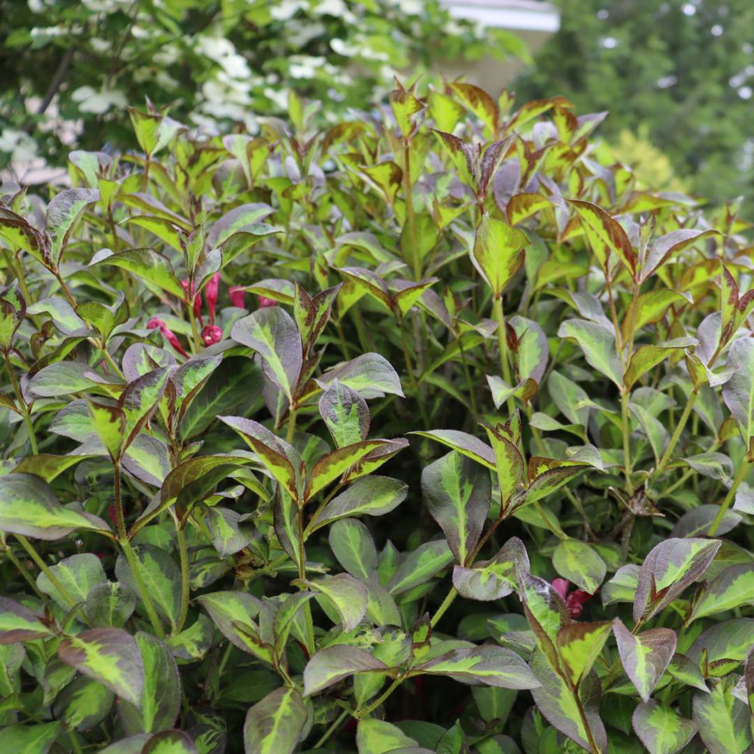 Vinho Verde weigela with variegated foliage and a tidy habit. 