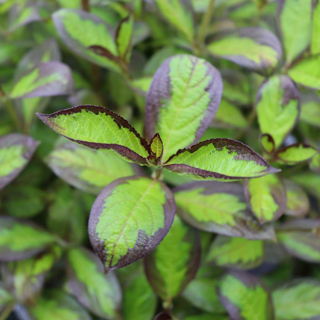 Vinho Verde weigela is variegated, with green and black foliage. 