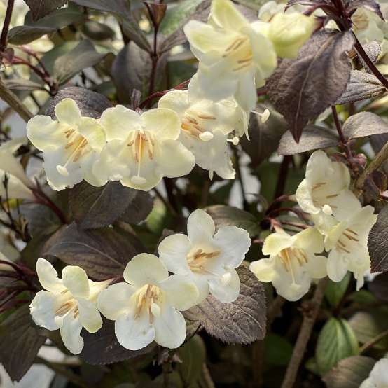 Close up of Wine and Spirits weigela's white flowers and black foliage