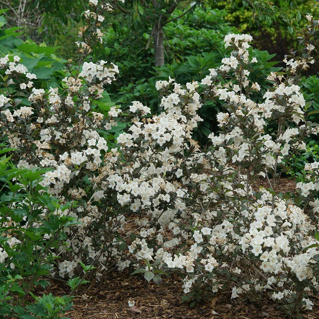 Wine and Spirits weigela covered in white flowers in late spring. 