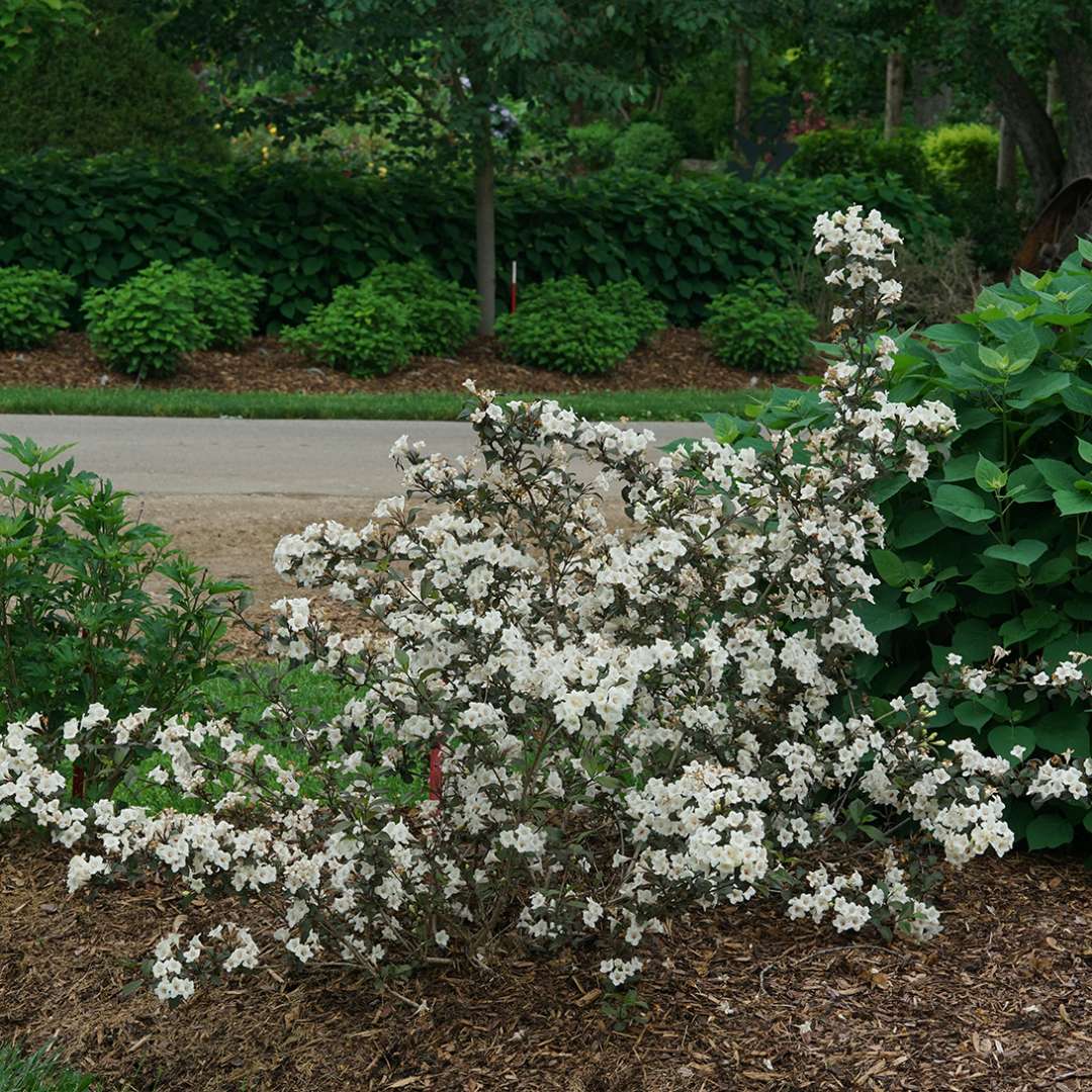 Wine and Spirits weigela blooming in a landscape. 