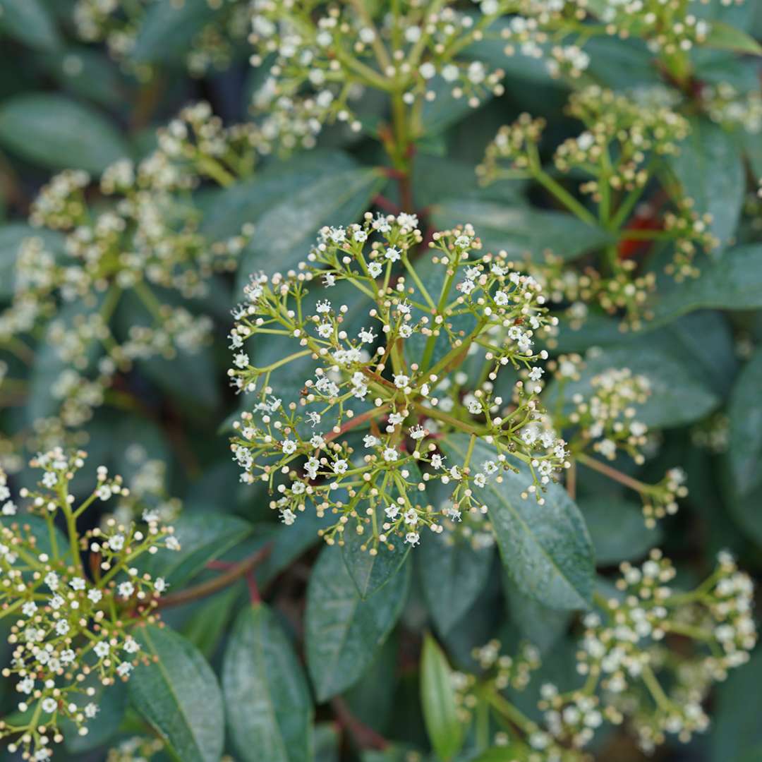 Airy clusters of tiny white flowers atop the deep green foliage of Yang viburnum davidii