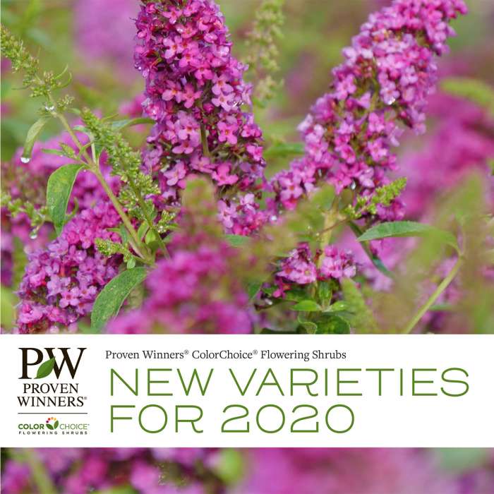Preview of 2020 New Proven Winners ColorChoice Shrubs PDF