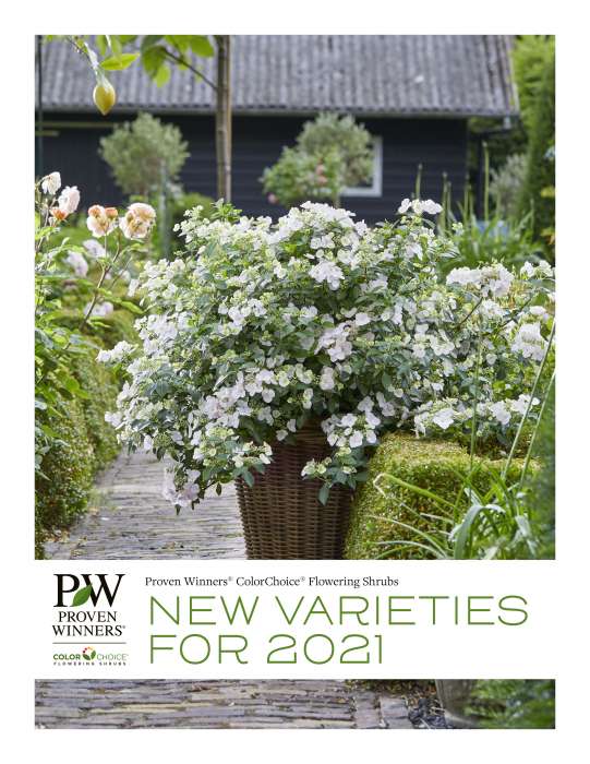 Preview of 2021 New Proven Winners ColorChoice Shrubs PDF