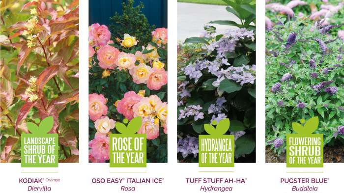 Preview of 2021 Shrubs of the Year Grower’s Guide PDF