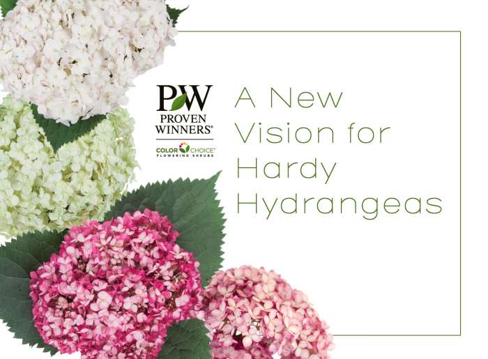 Preview of A New Vision for Hardy Hydrangeas PDF