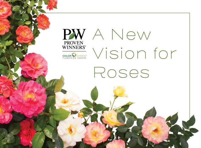 Preview of A New Vision for Roses PDF
