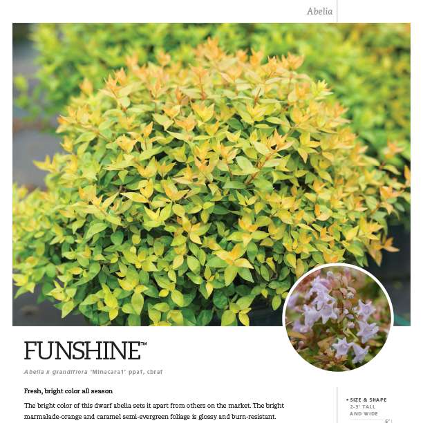 Preview of Funshine® Abelia spec sheet PDF
