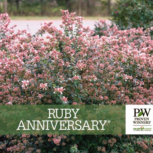 Preview of Ruby Anniversary® Abelia bench card PDF