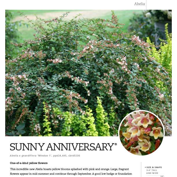 Preview of Sunny Anniversary® Abelia spec sheet PDF