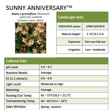Preview of Sunny Anniversary® Abelia grower sheet PDF