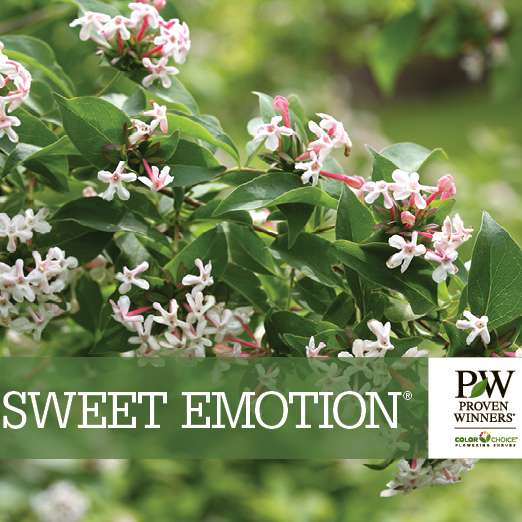 Preview of Sweet Emotion® Abelia benchcard PDF