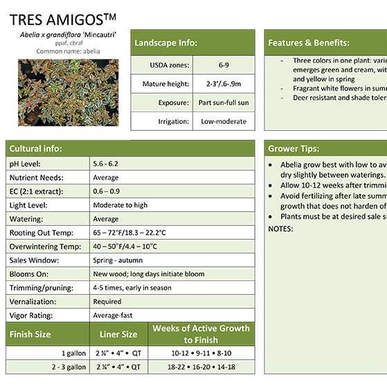 Preview of Tres Amigos™ Abelia Grower Sheet PDF