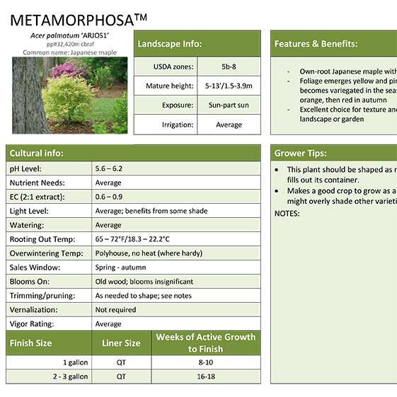 Preview of Metamorphosa™ Maple Grower Sheet PDF
