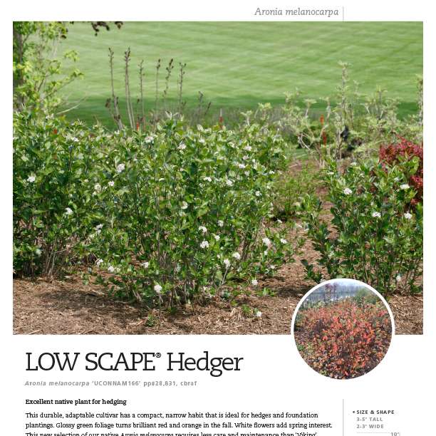 Preview of Low Scape Hedger® Aronia spec sheet PDF