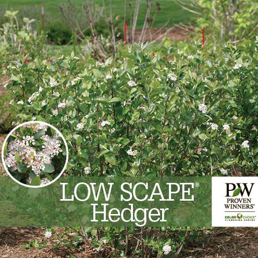 Preview of Low Scape Hedger® Aronia bench card PDF