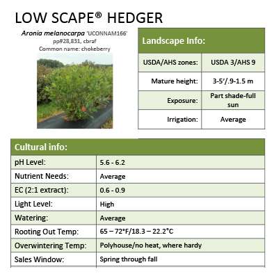 Preview of Low Scape Hedger® Aronia grower sheet PDF