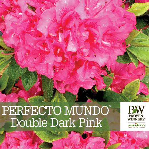 Preview of Perfecto Mundo® Double Dark Pink Azalea Benchcard PDF
