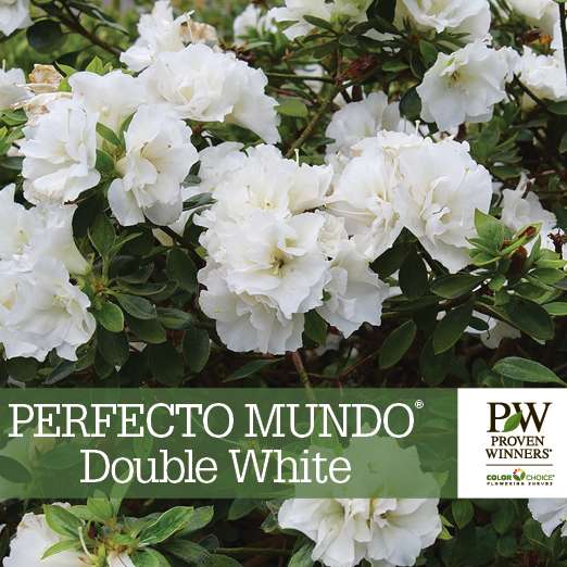 Preview of Perfecto Mundo® Double White Azalea Benchcard PDF