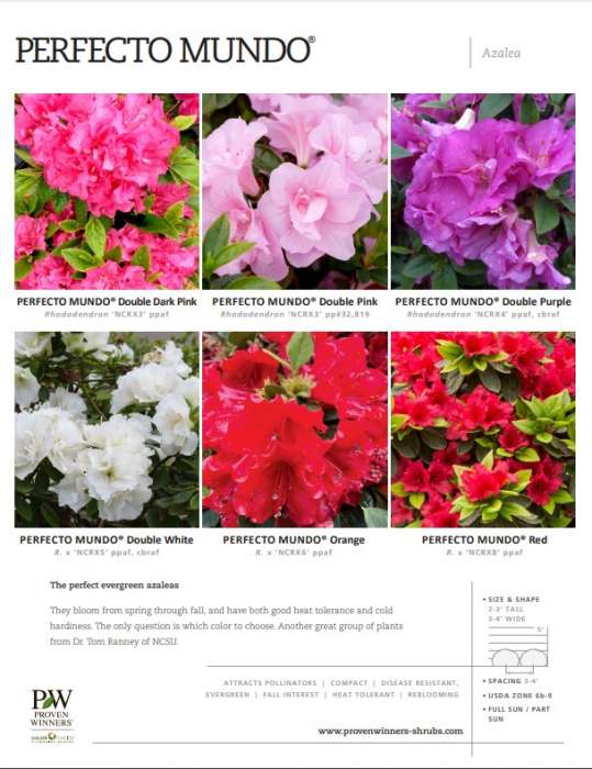 Preview of Perfecto Mundo® Rhododendron Spec Sheet PDF