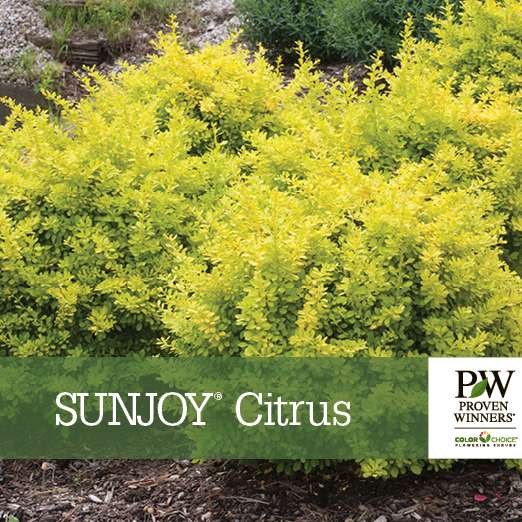 Preview of Sunjoy® Citrus Berberis benchcard PDF