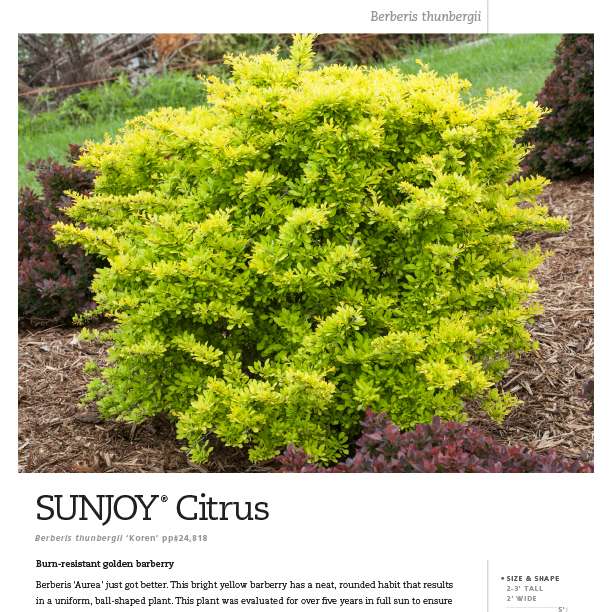 Preview of Sunjoy® Citrus Berberis spec sheet PDF
