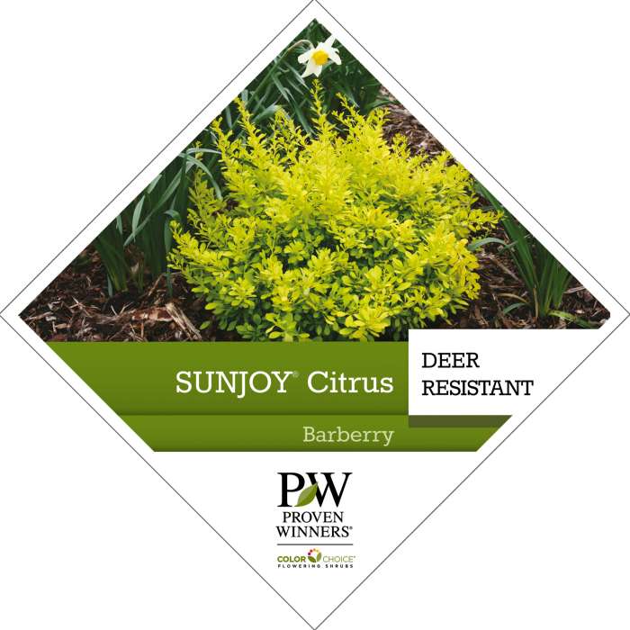 Preview of Sunjoy® Citrus Berberis PDF