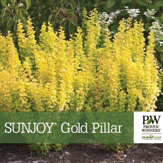 Preview of Sunjoy® Gold Pillar Berberis benchcard PDF