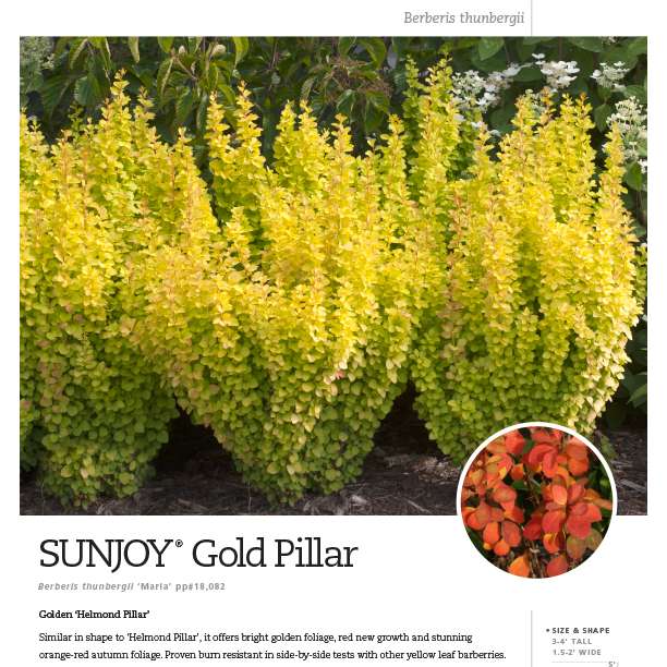 Preview of Sunjoy® Gold Pillar Berberis spec sheet PDF