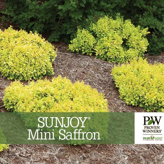 Preview of Sunjoy® Mini Saffron Berberis benchcard PDF