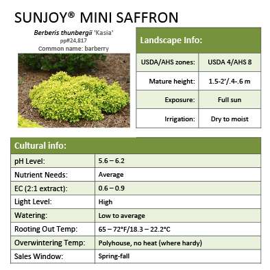 Preview of Sunjoy® Mini Saffron Berberis grower sheet PDF