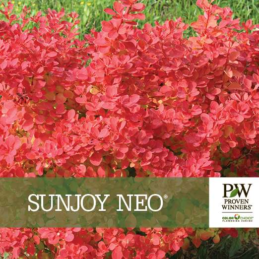 Preview of Sunjoy Neo® Berberis Benchcard PDF