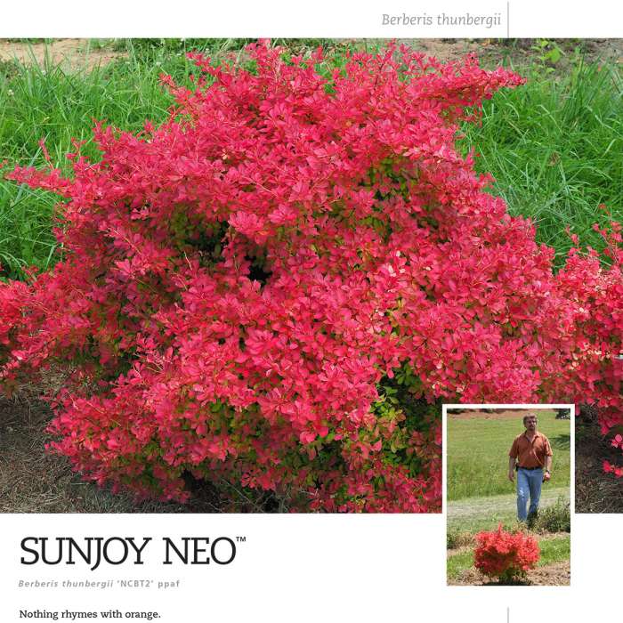 Preview of Sunjoy Neo® Berberis spec sheet PDF