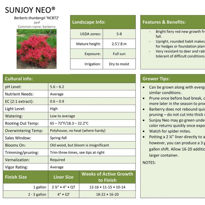 Preview of Sunjoy Neo® Barberry Professional Grower Sheet PDF