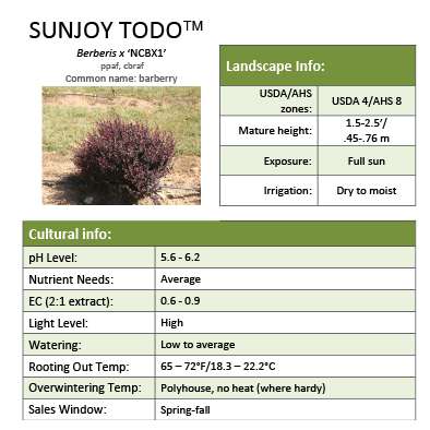 Preview of Sunjoy Todo® Berberis grower sheet PDF