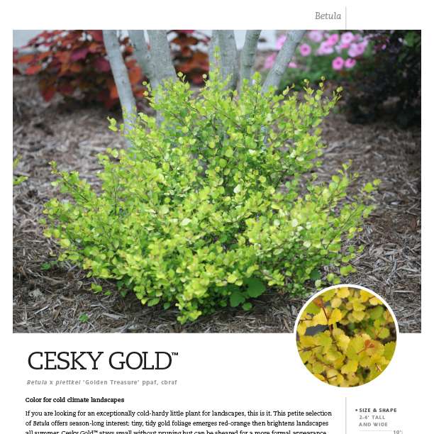 Preview of Cesky Gold® Betula spec sheet PDF