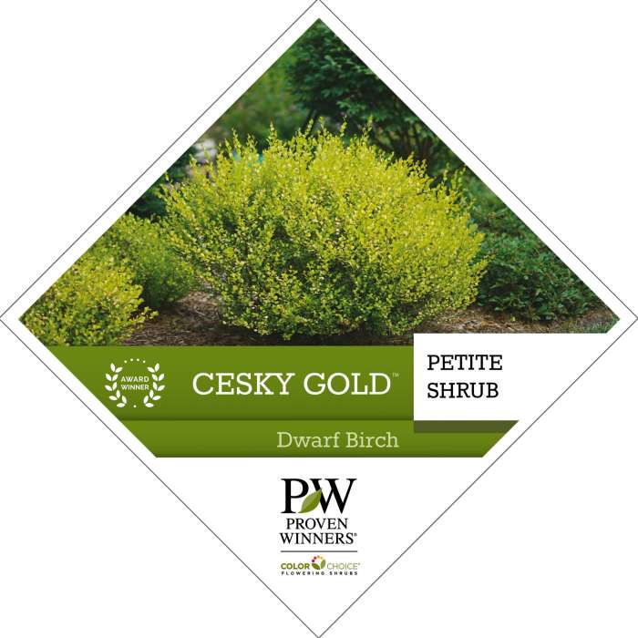 Preview of Cesky Gold™ Betula PDF