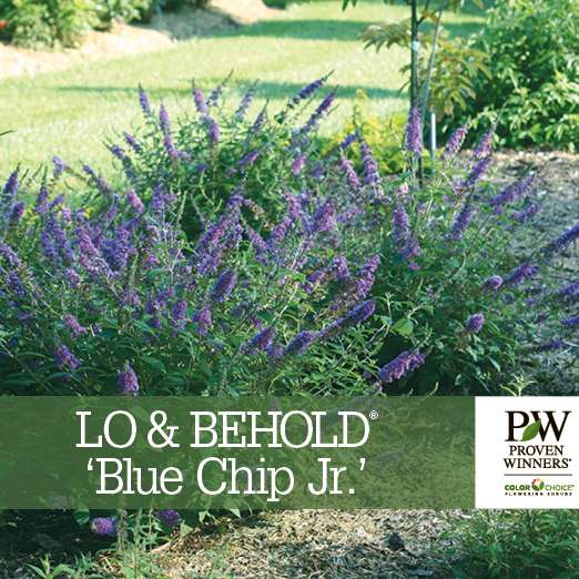 Preview of Lo & Behold® ‘Blue Chip Jr.’ Buddleia benchcard PDF