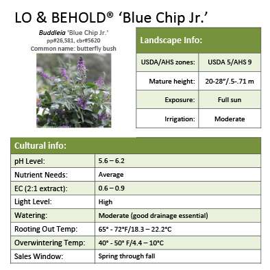 Preview of Lo & Behold® ‘Blue Chip Jr.’ Buddleia grower sheet PDF