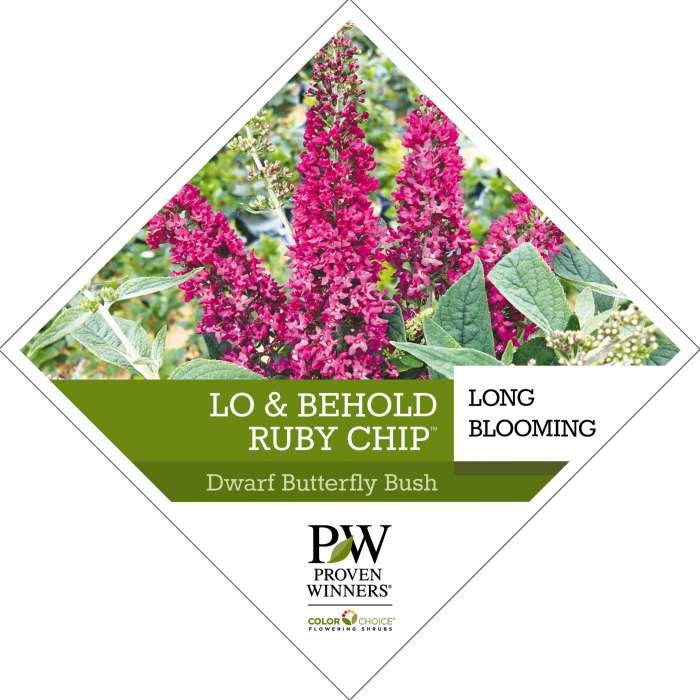 Preview of Lo & Behold Ruby Chip® Buddleia tag PDF