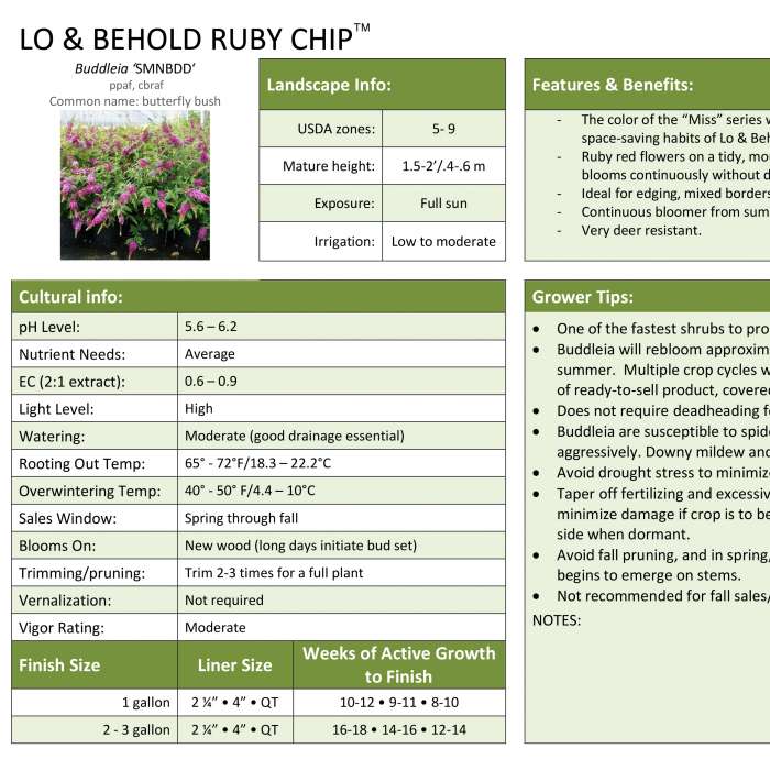 Preview of Lo & Behold Ruby Chip® Butterfly Bush Professional Grower Sheet PDF